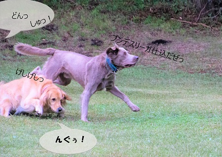 こー君　もってこい