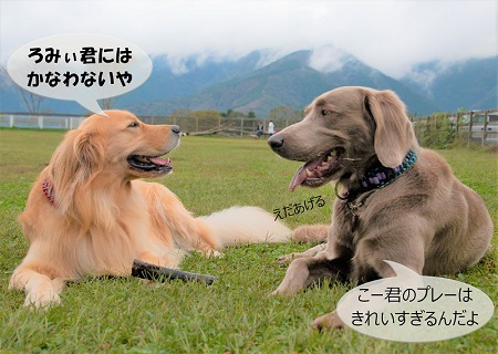 こー君　もってこい