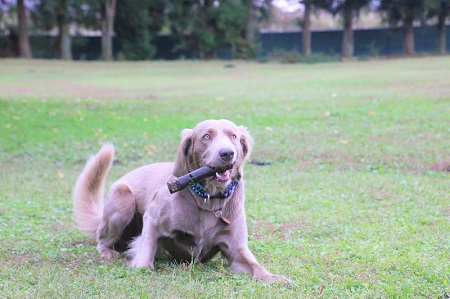 こー君　もってこい