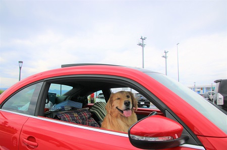 こー君　もってこい