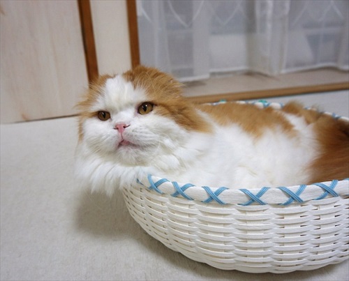 なめネコれおくんピーチくん