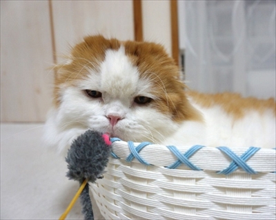 なめネコれおくんピーチくん