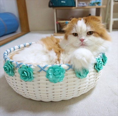 なめネコれおくんピーチくん