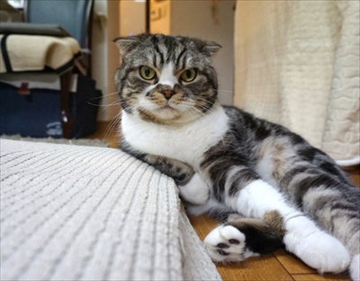 なめネコれおくんピーチくん