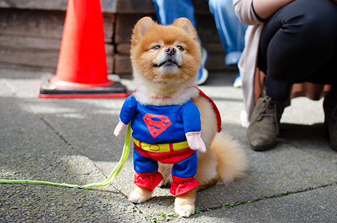 池袋ハロウィンコスプレフェス2018 池ハロ コスプレ まとめ 2日目 乙女ロード