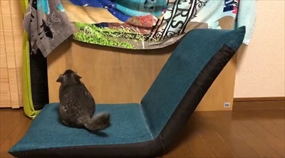 チンチラのまりもくん