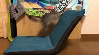 チンチラのまりもくん