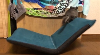 チンチラのまりもくん