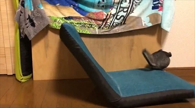 チンチラのまりもくん