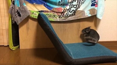 チンチラのまりもくん