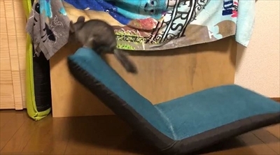 チンチラのまりもくん