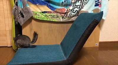 チンチラのまりもくん