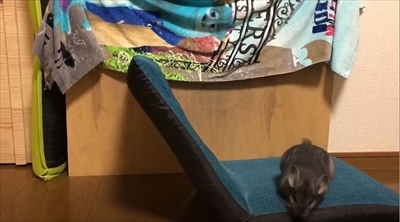 チンチラのまりもくん