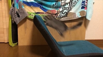 チンチラのまりもくん