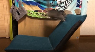 チンチラのまりもくん