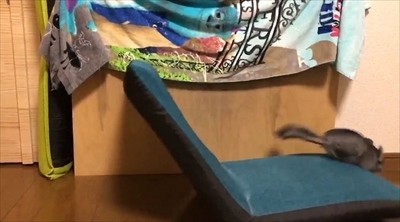 チンチラのまりもくん