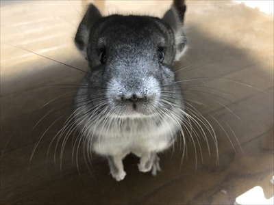 チンチラのまりもくん