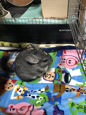 チンチラのまりもくん