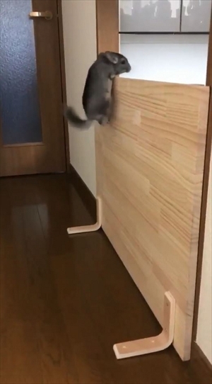 チンチラのまりもくん