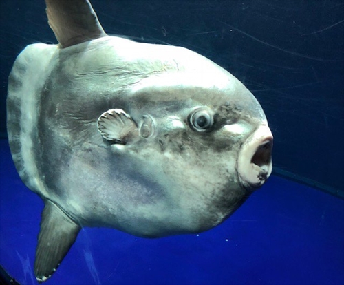 サンシャイン水族館マンボウ