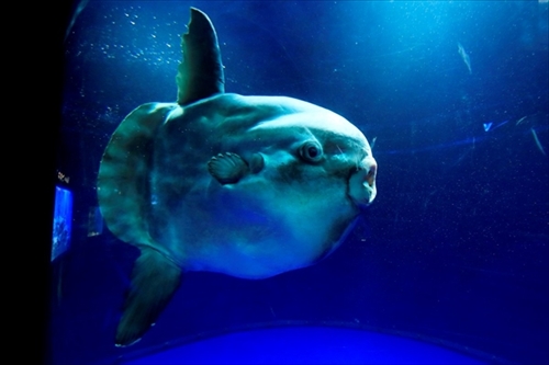 サンシャイン水族館マンボウ