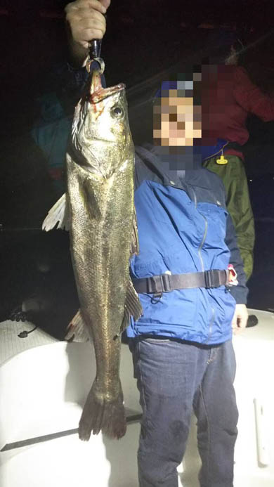 風都探偵 誤爆 シーバス