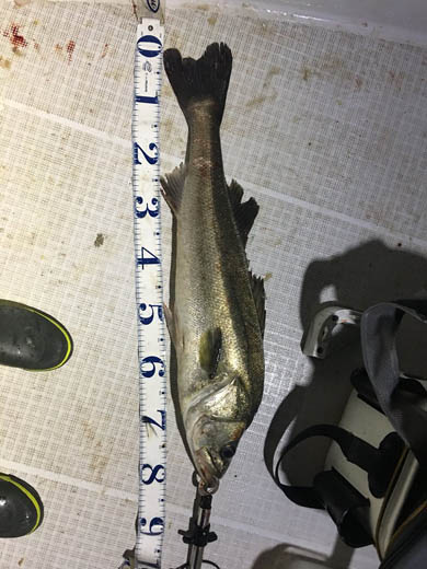 風都探偵 誤爆 シーバス