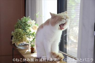 ねこ休み展・浦和