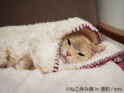 ねこ休み展・浦和