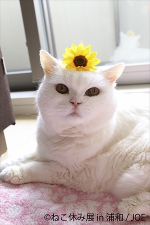 ねこ休み展・浦和