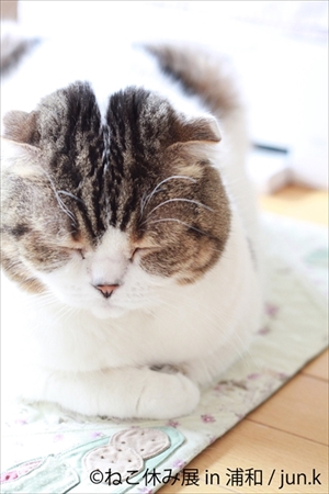 ねこ休み展・浦和