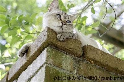 ねこ休み展・浦和