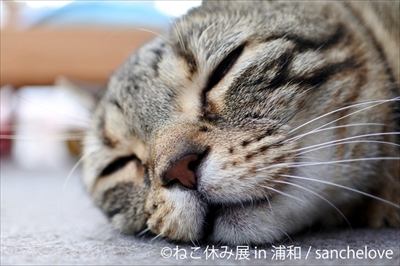 ねこ休み展・浦和