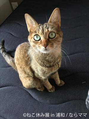 ねこ休み展・浦和