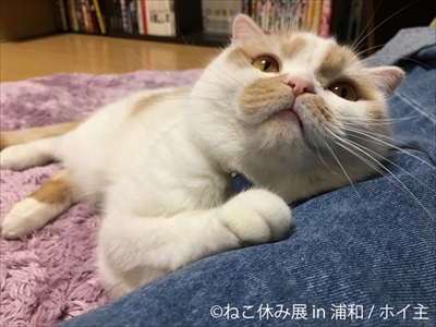 ねこ休み展・浦和