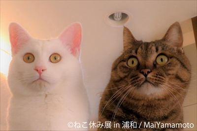 ねこ休み展・浦和