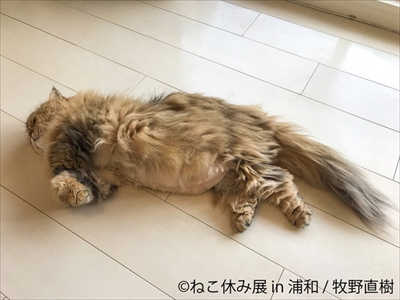 ねこ休み展・浦和