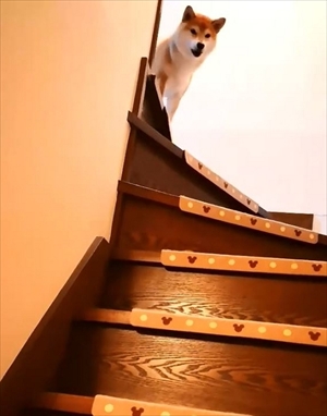 柴犬チャーミーちゃん