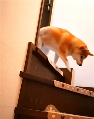 柴犬チャーミーちゃん