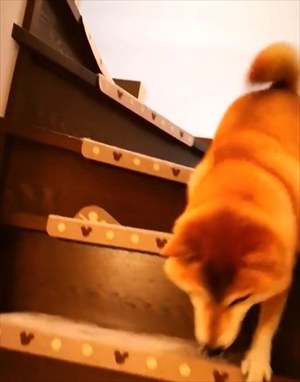 柴犬チャーミーちゃん