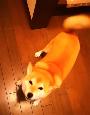 柴犬チャーミーちゃん