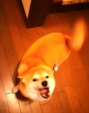 柴犬チャーミーちゃん