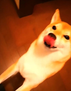 柴犬チャーミーちゃん