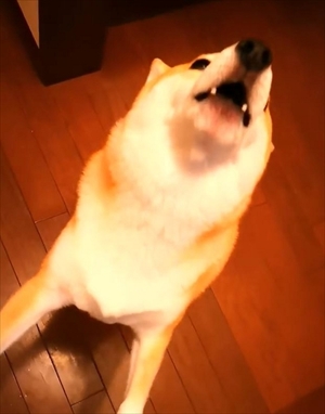 柴犬チャーミーちゃん