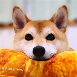 柴犬チャーミーちゃん