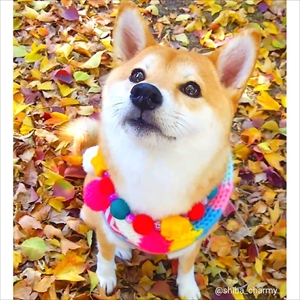 柴犬チャーミーちゃん