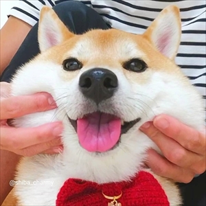 柴犬チャーミーちゃん