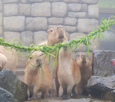 伊豆シャボテン動物公園