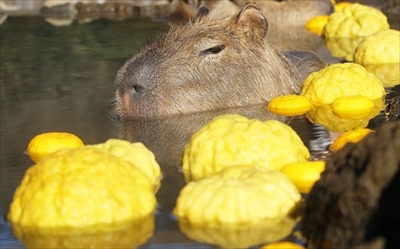 伊豆シャボテン動物公園