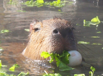 伊豆シャボテン動物公園
